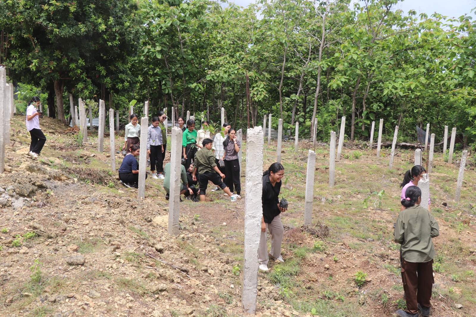 25 Mahasiswa Farmasi Undana Kupang Tanam 900 Anakan Buah Naga di Kebun Buah Petuk Sinode GMIT